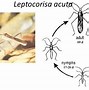 Metamorfosis Jangkrik Adalah